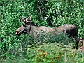 Alaska Wildlife-45